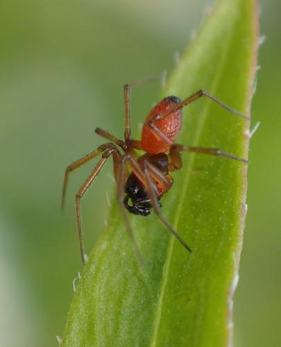 Réf. 263 906 : Ostearius melanopygius